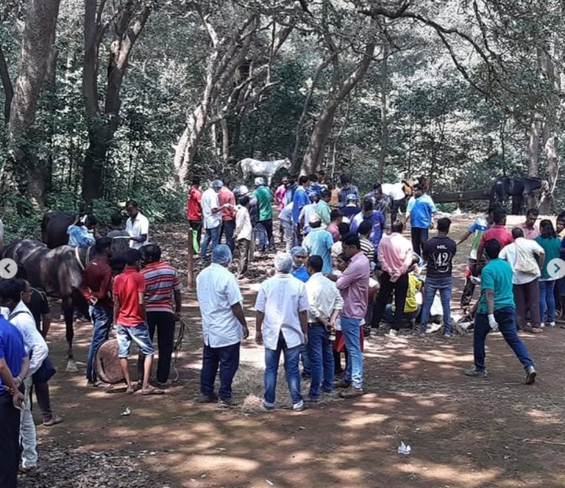 Equine Gelding Camp 2019